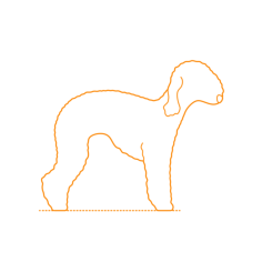 Animals Dogs Bedlington Terrier Outline Svg File, Free Vectors File